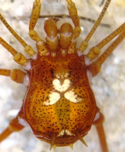 Unidentified Stygnicranainae from Colombia - Female, dorsal view.