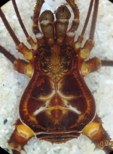 Phareicranaus sp. from Colombia