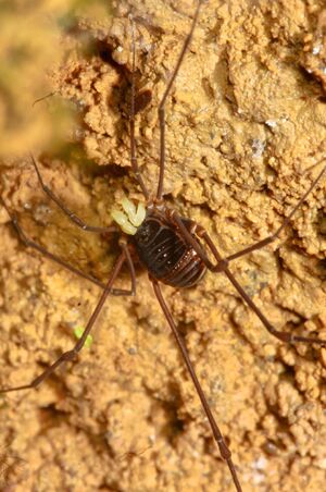 Camarana flavipalpi B. Soares, 1945 macho Ubatuba by Edelcio Muscat