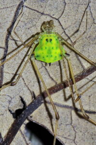 Progonyleptoidellinae - Leptocnemus sulphureus (Perty, 1833), male from REBIO do Tinguá, Nova Iguaçu, RJ. Photo copyright © AB Kury. Used with permission.