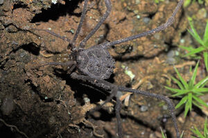 Hernandariinae - Multumbo terrenus Roewer, 1927, male, from Nova Friburgo, RJ. Photo (c) AB Kury.