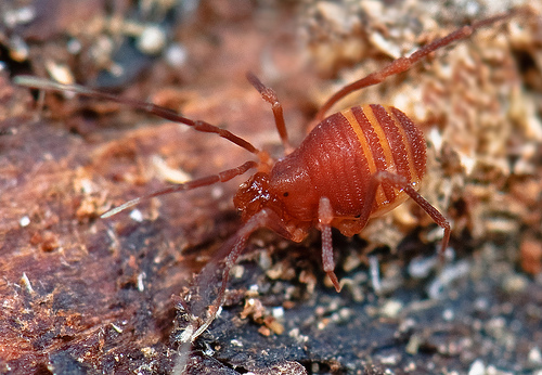 PHALANGIIDAE sp. Latreille, 1802 - Biodiversidade