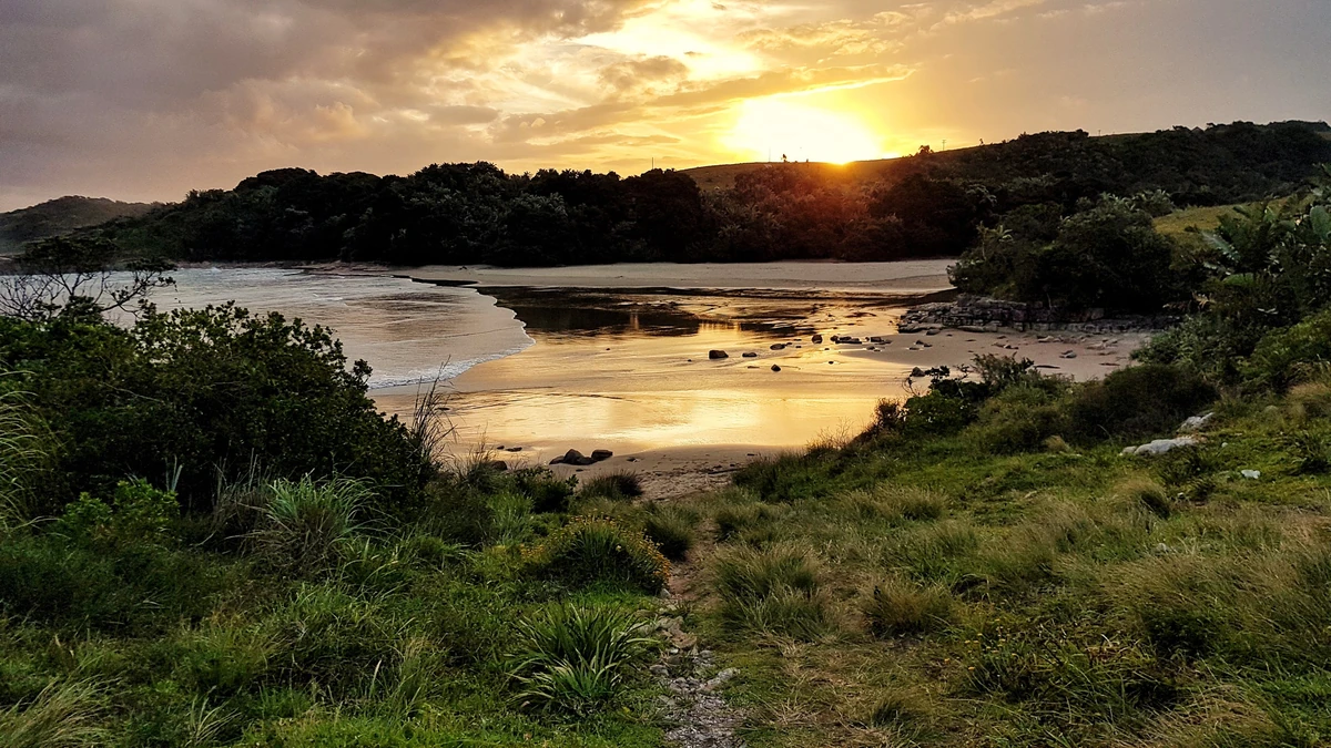 KwaZuluCape coastal forest mosaic (AT0116) Opiliones Wiki Fandom