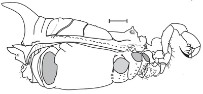 M. neptunus. Male holotype IBSP1502, lateral view. Scale bar = 1mm. From original description [1]