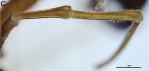 Dorsal view of right pedipalp patella & tibia (from original description)