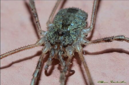 Lacinius horridus (Panzer, 1794) male from Sardinia. Photo copyright © Salvatore Canu, used with permission.