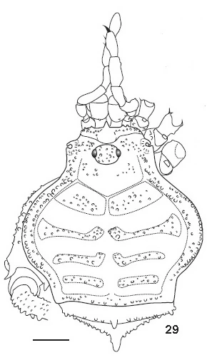 Hutamaia trompsonica Opiliones Wiki Fandom