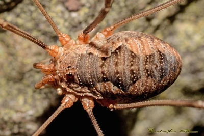 00065 Ennenda 25-07-2015.jpg (494 KB) Phalangium opilio Linnaeus, 1758 female, dorsal view, photographed in Ennenda - Glarus, Switzerland on 25-07-2015. Photo copyright © Salvatore Canu, used with permission.