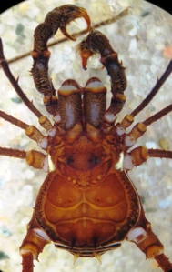 Unidentified cranaid from Colombia