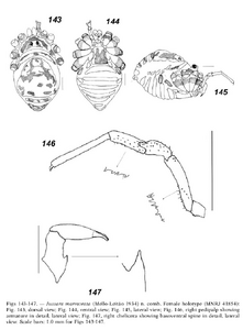 Jussara marmorata (Mello-Leitão, 1935) (from Tourinho & Kury, 2003)