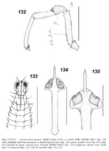 Jussara luteovariata (Mello-Leitão, 1932) (from Tourinho & Kury, 2003)
