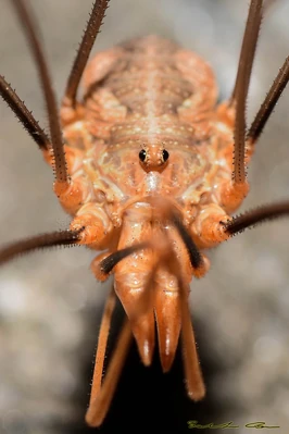 Phalangium opilio Linnaeus, 1758 male, frontal view, photographed in Ennenda - Glarus, Switzerland on 25-07-2015. Photo copyright © Salvatore Canu, used with permission.