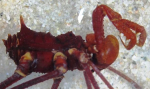 Holocranaus sp. from Colombia