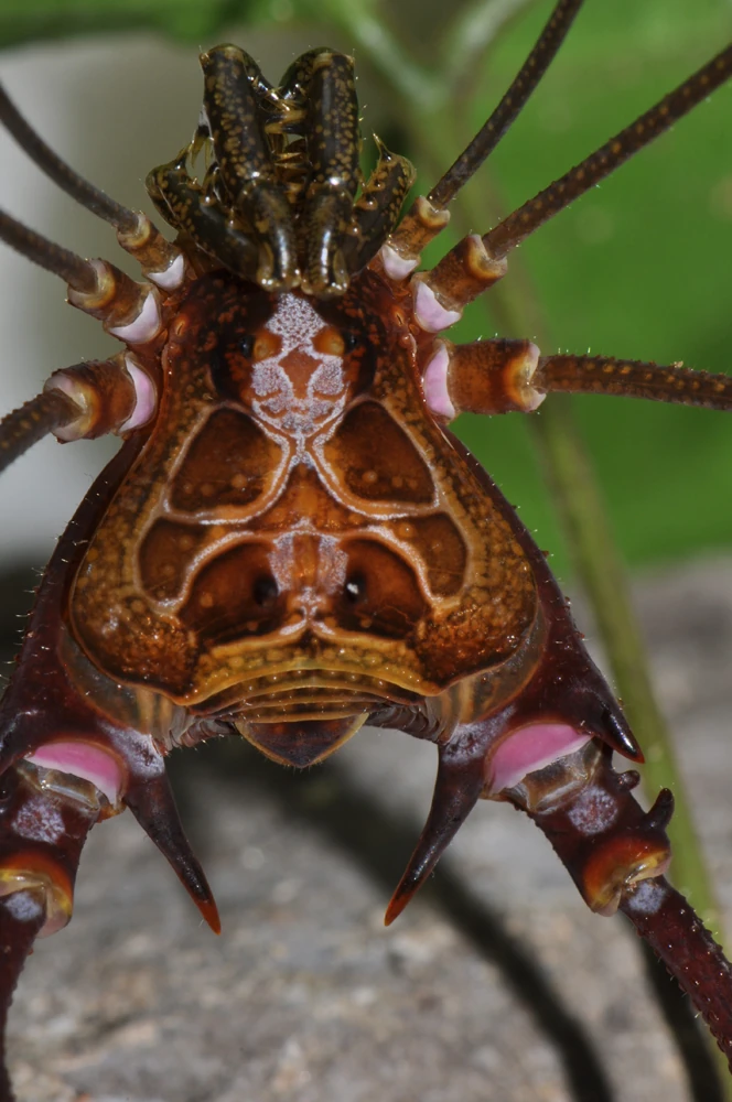 Goniosoma varium Opiliones Wiki Fandom