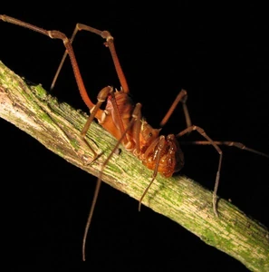 Phareicranaus curvipes - Aragua state, Venezuela.