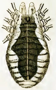 P. opilio, female by Hahn 1835.