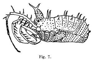 Sibolgia jacobsoni Roewer-1923