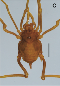 Gerdesiidae - Gerdesius paruensis (H. Soares, 1970) - Brazil - photo from Bragagnolo et al. (2015)[2]