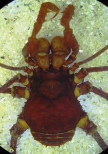 Holocranaus sp. from Colombia