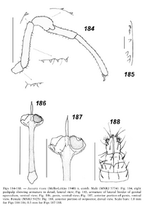 Jussara rosea (Mello-Leitão, 1940) (from Tourinho & Kury, 2003)