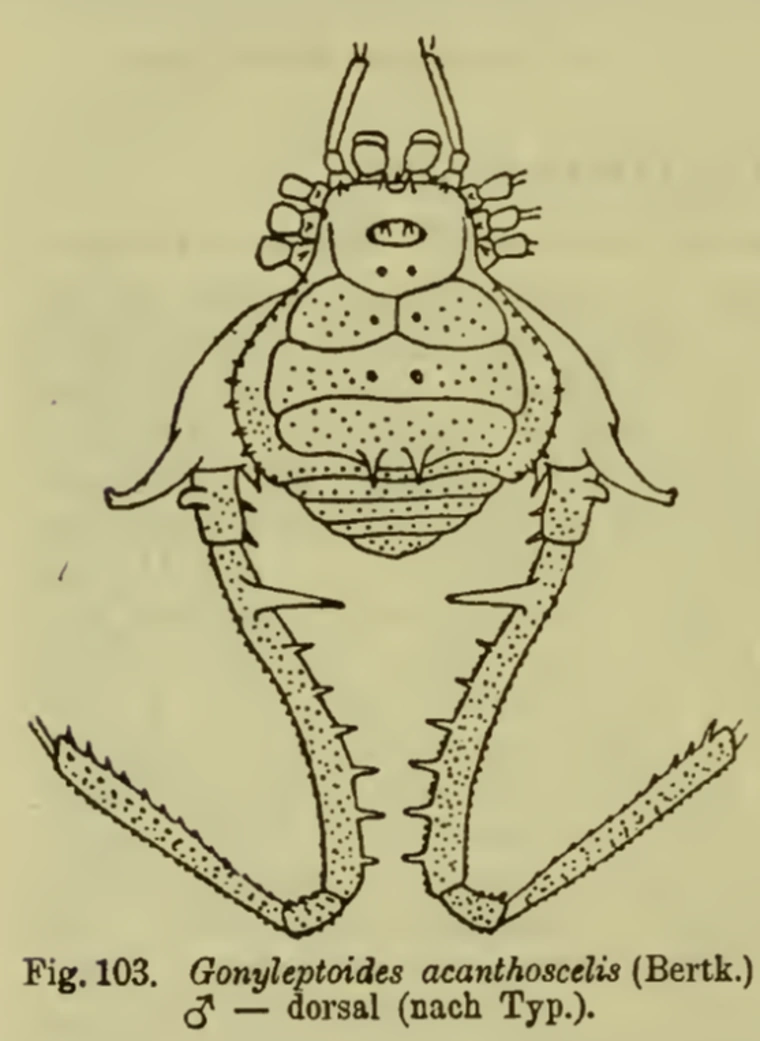 Gonyleptoides Opiliones Wiki Fandom