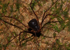 Dampetrinae by arthur