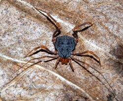 Amazochroma pedroi, female from Rondonia. Photo copyright (c) Anker & Martins. Used with permission.