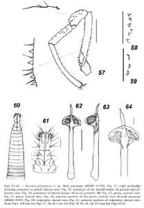 Jussara aurantiaca Tourinho & Kury, 2003 (from original description)