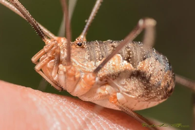 00066 Ennenda 25-07-2015.jpg (563 KB) Phalangium opilio Linnaeus, 1758 female, side view, photographed in Ennenda - Glarus, Switzerland on 25-07-2015. Photo copyright © Salvatore Canu, used with permission.