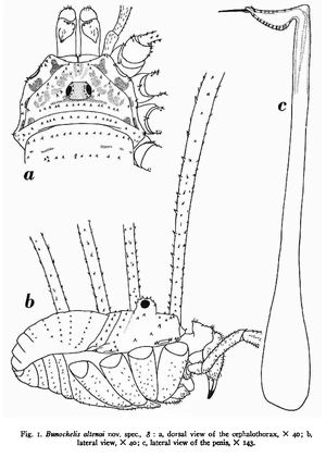 Bunochelis altenai Spoek 1959