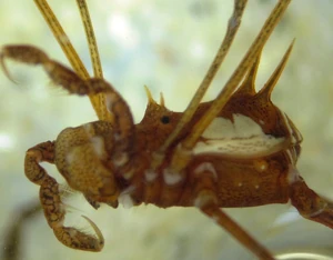 Unidentified cranaid from Colombia