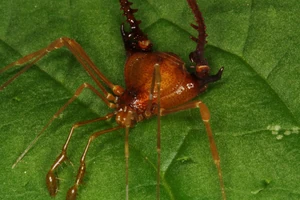 SodreanaGranulataSAntonioPinhalMaio09i1000.jpg (3.61 MB) Sodreana granulata from Paraná, Male. Photo Copyright © Ricardo Pinto-da-Rocha.