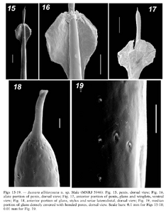 Jussara albiarcuata Tourinho & Kury, 2003 (from original description)