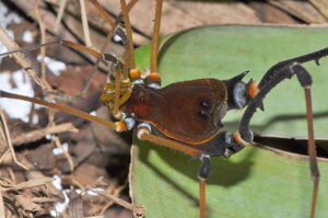 Cadeadoius niger (Mello-Leitão, 1935), male from Banhado, PR, photo (c) AB Kury