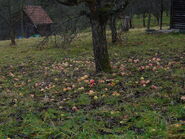 Streuobstwiesen im Januar 2012. Das Obst wurde nicht eingesammelt