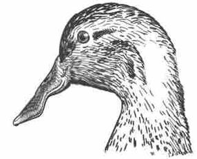 Duck-Rabbit illusion.jpg