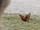 The Chicken