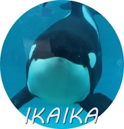 IKAIKA.jpg