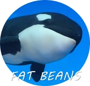 Fatbeans.jpg