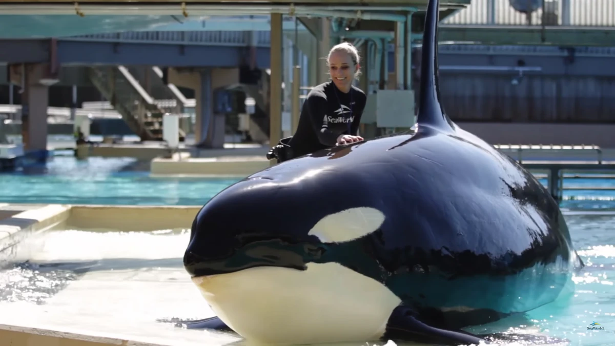 Corky 2 Orca tank Wiki Fandom