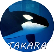 TAKARA.jpg