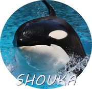 SHOUKA.jpg