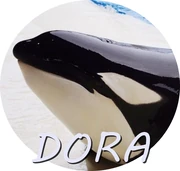 DORA.jpeg