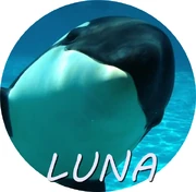 LUNA.png