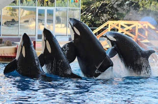 Skyla,kohana,keto,morgan