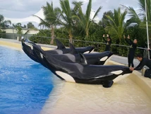 Morgankohanaandtekoa