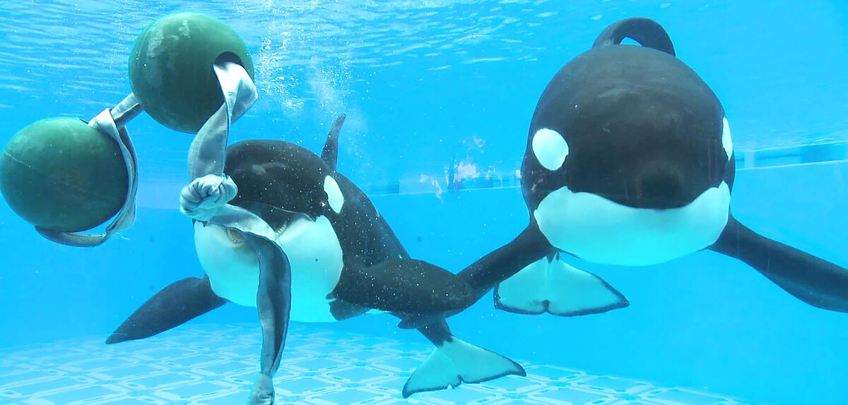 Tilikum Orca tank Wiki Fandom