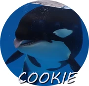 COOKIE.png