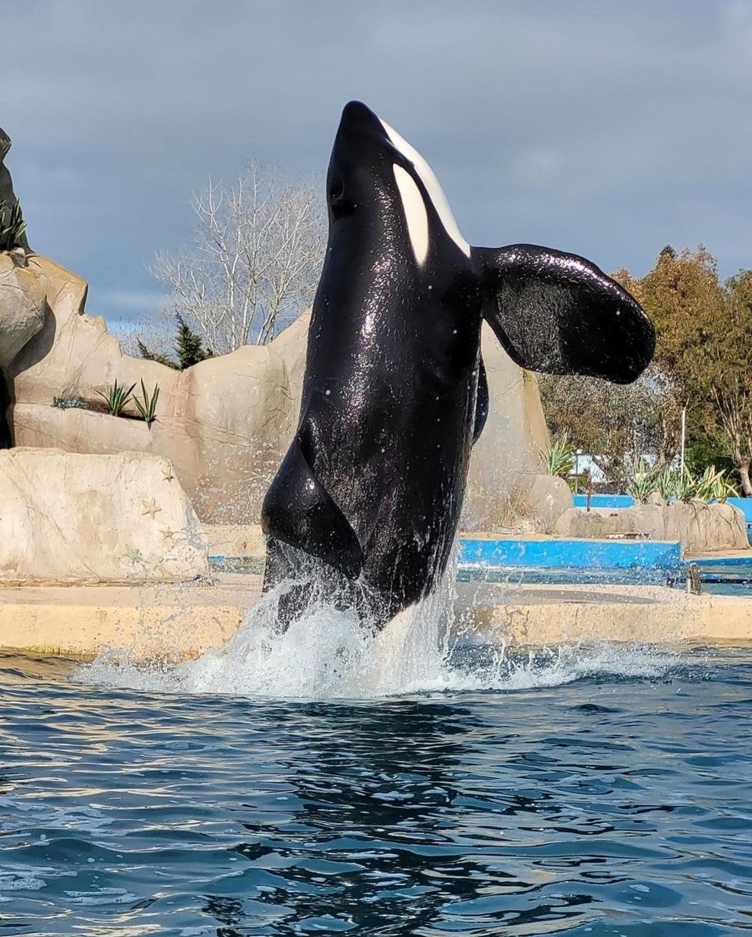 User Blogdupsynuevas Fotos De Kshamenk Orca Tank Wiki Fandom