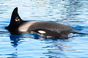 Morgan orca y cria